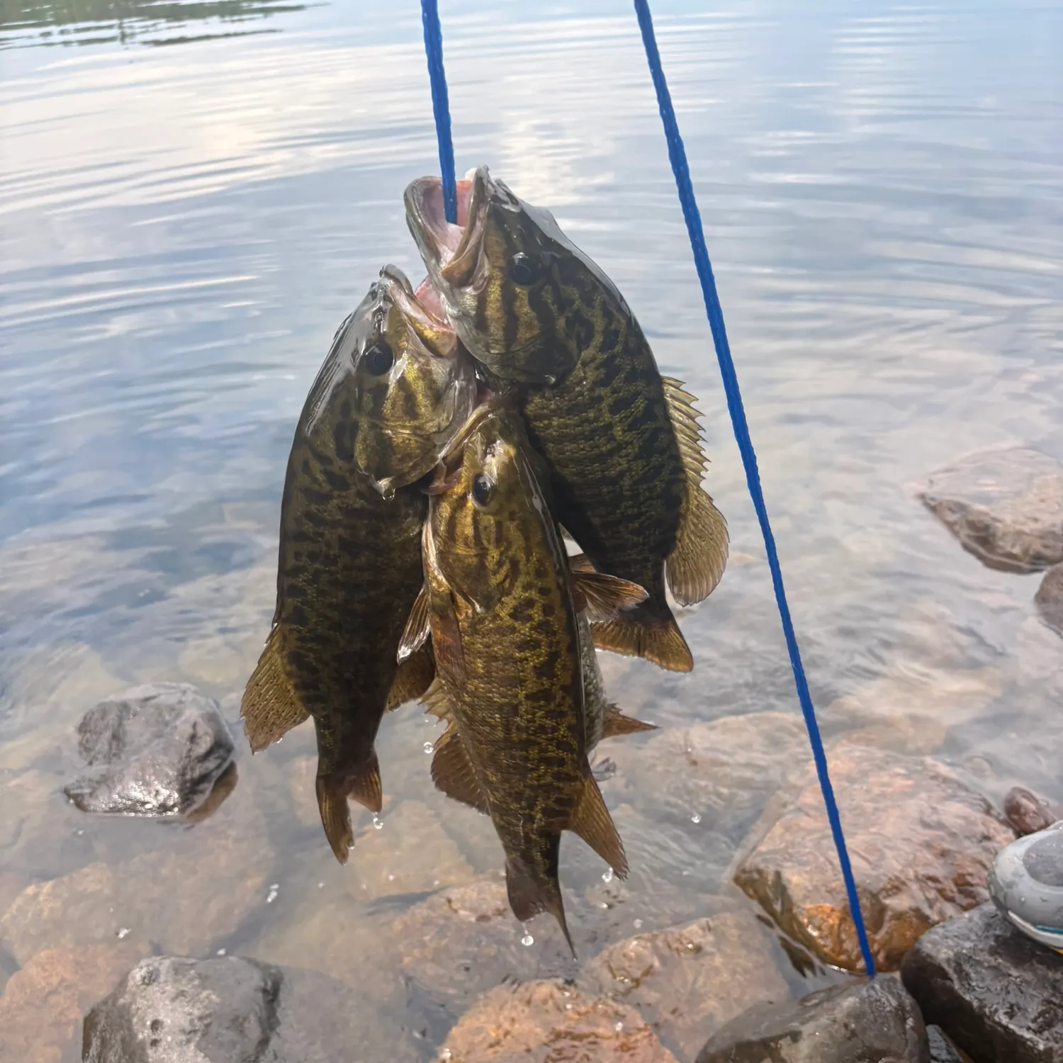 Smallmouth bass caught on Fishbrain