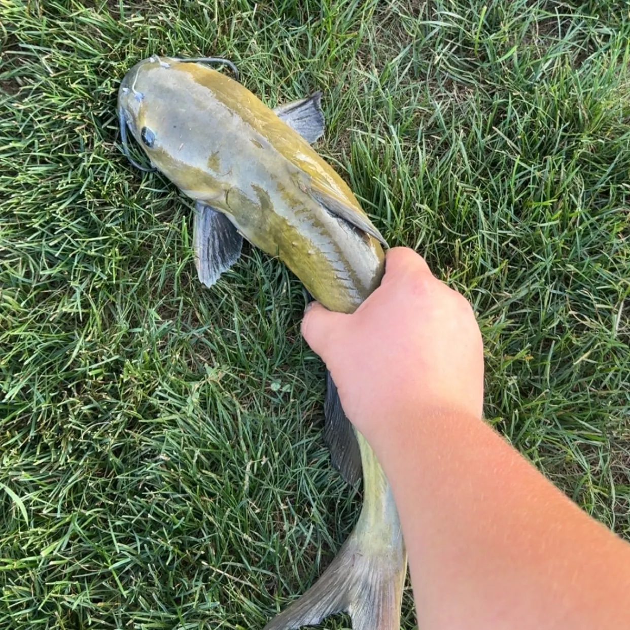 Channel catfish caught on Fishbrain