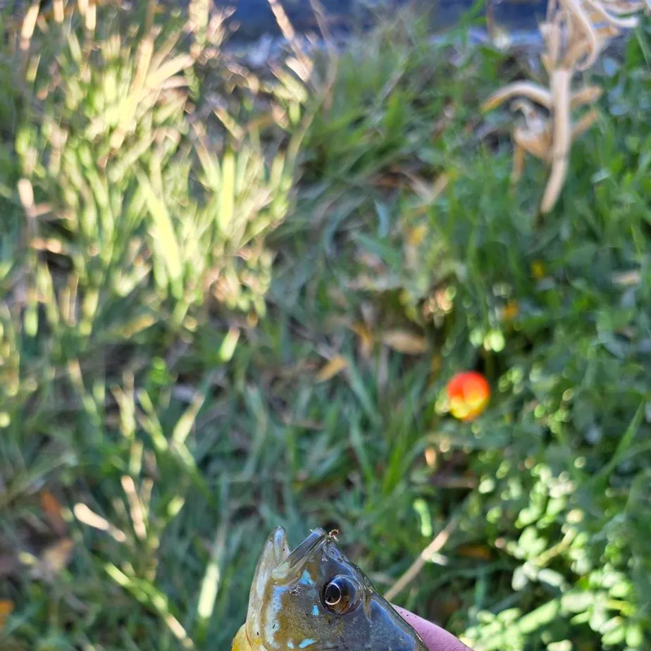 Greengill hybrid caught on Fishbrain