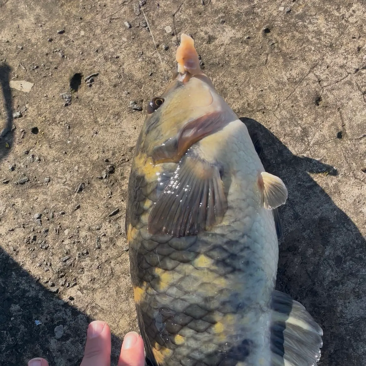 Blue-throated wrasse caught on Fishbrain