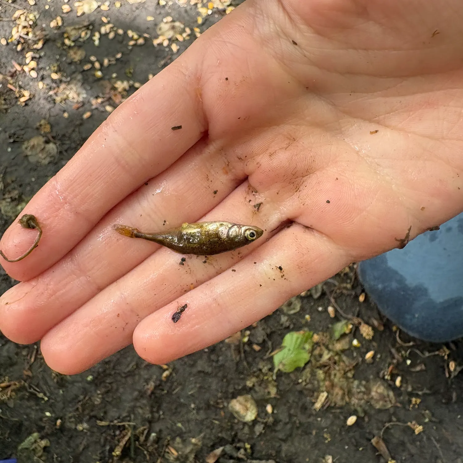 The most recent Ninespine stickleback catches on Fishbrain
