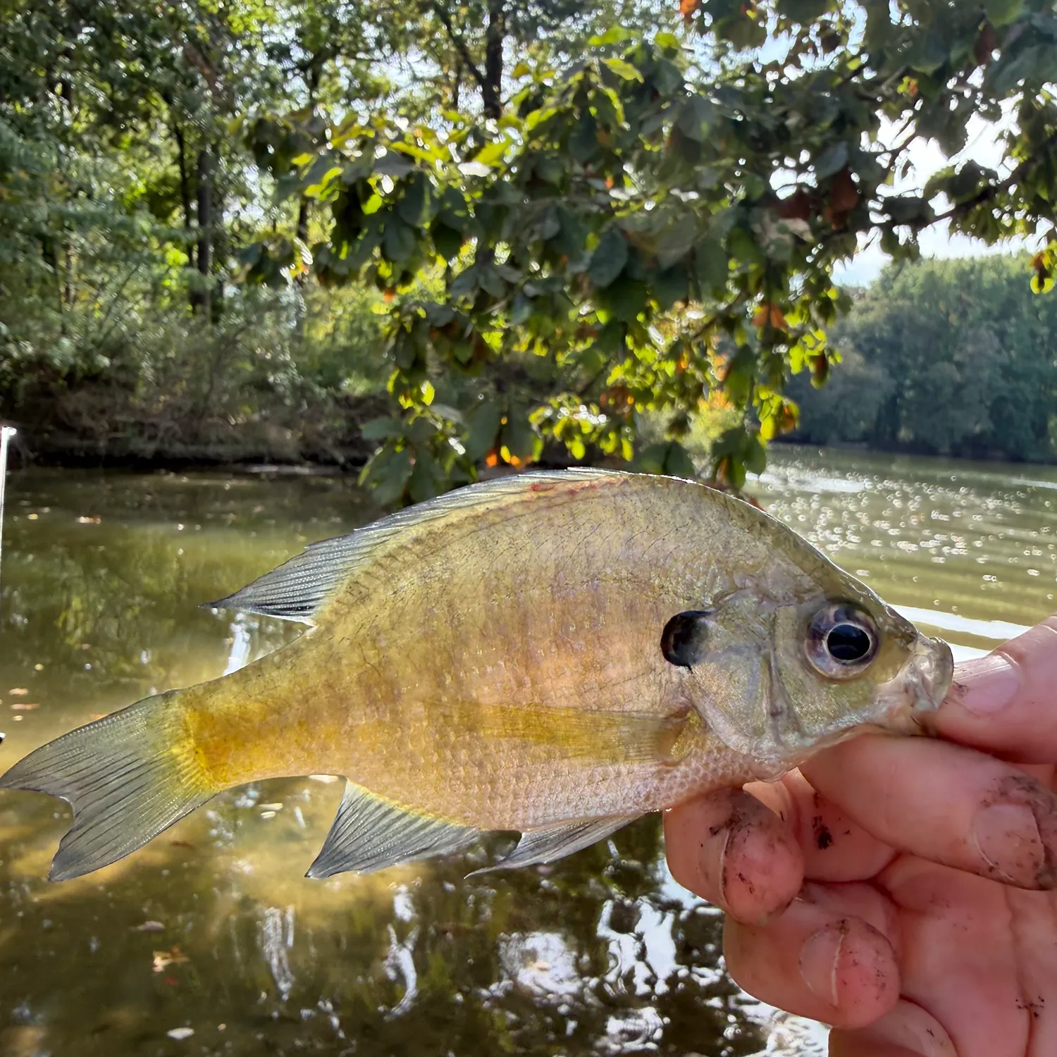 Bluegill caught on Fishbrain