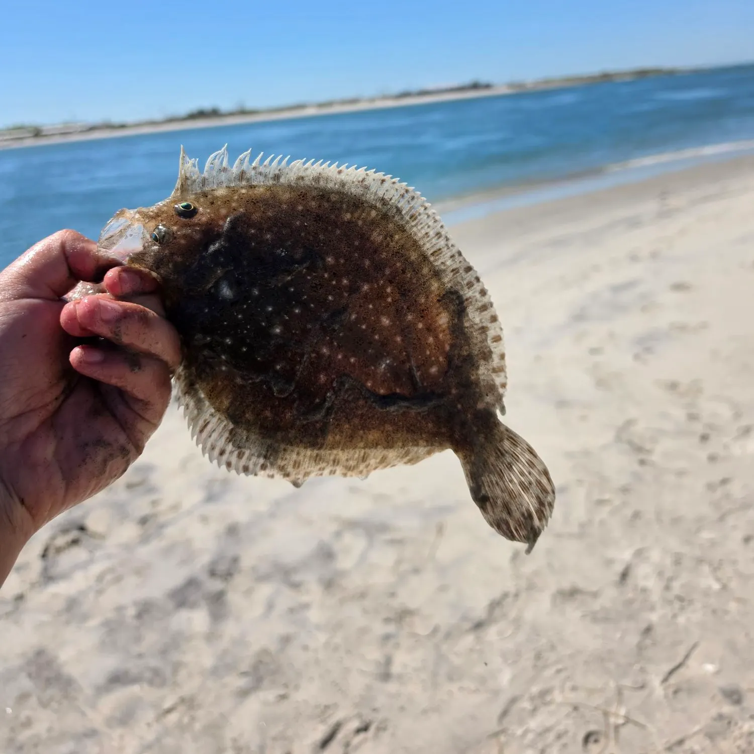 The most recent Windowpane flounder catches on Fishbrain