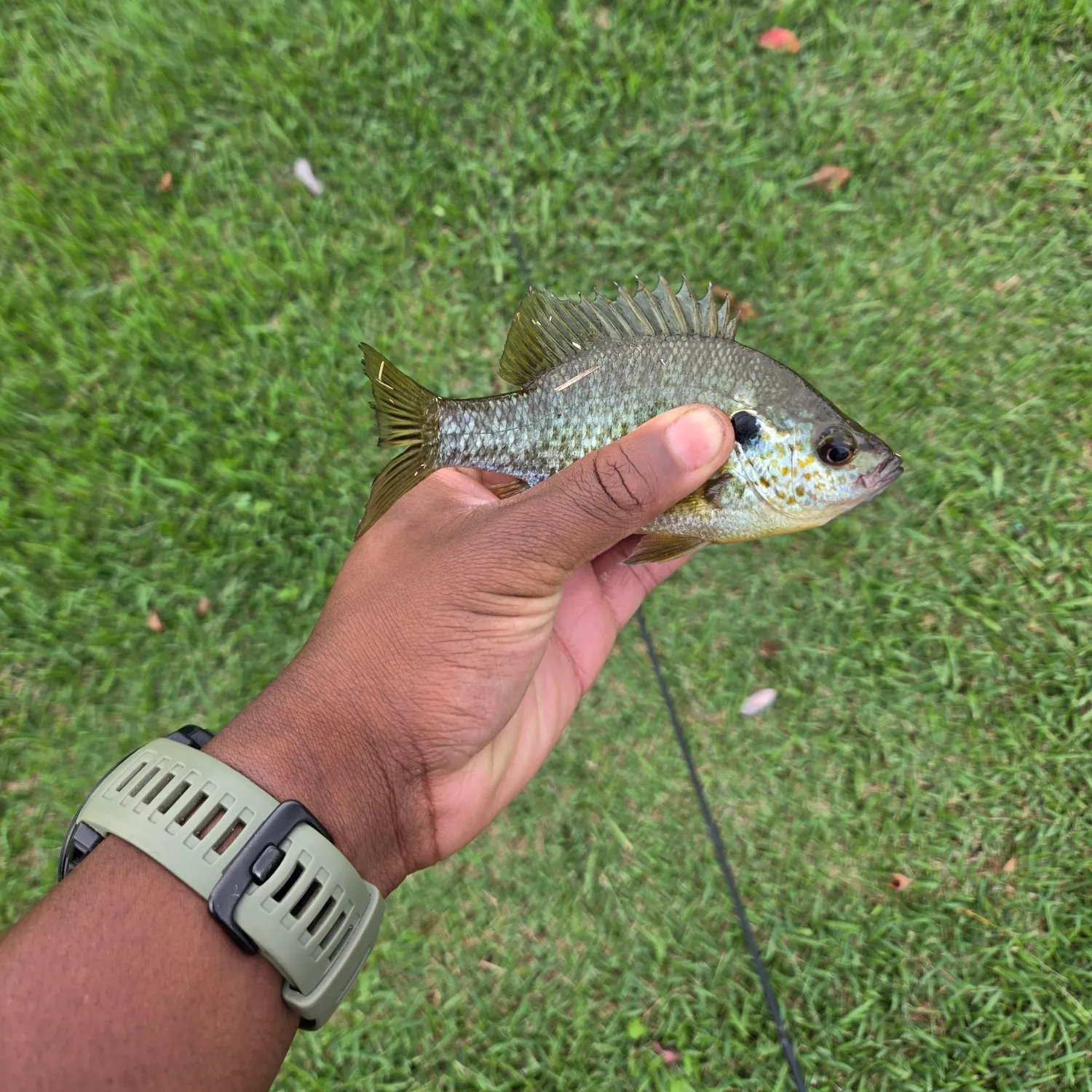Redear sunfish caught on Fishbrain