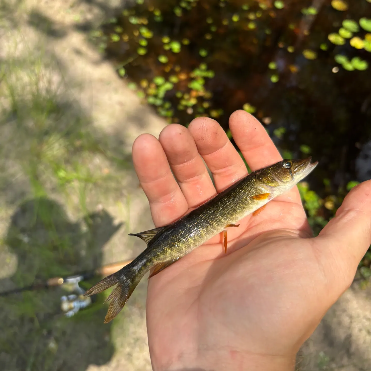 The most recent Redfin pickerel catches on Fishbrain