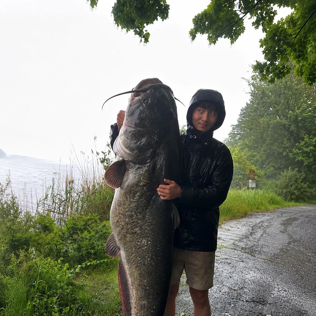 The most recent Amur catfish catches on Fishbrain
