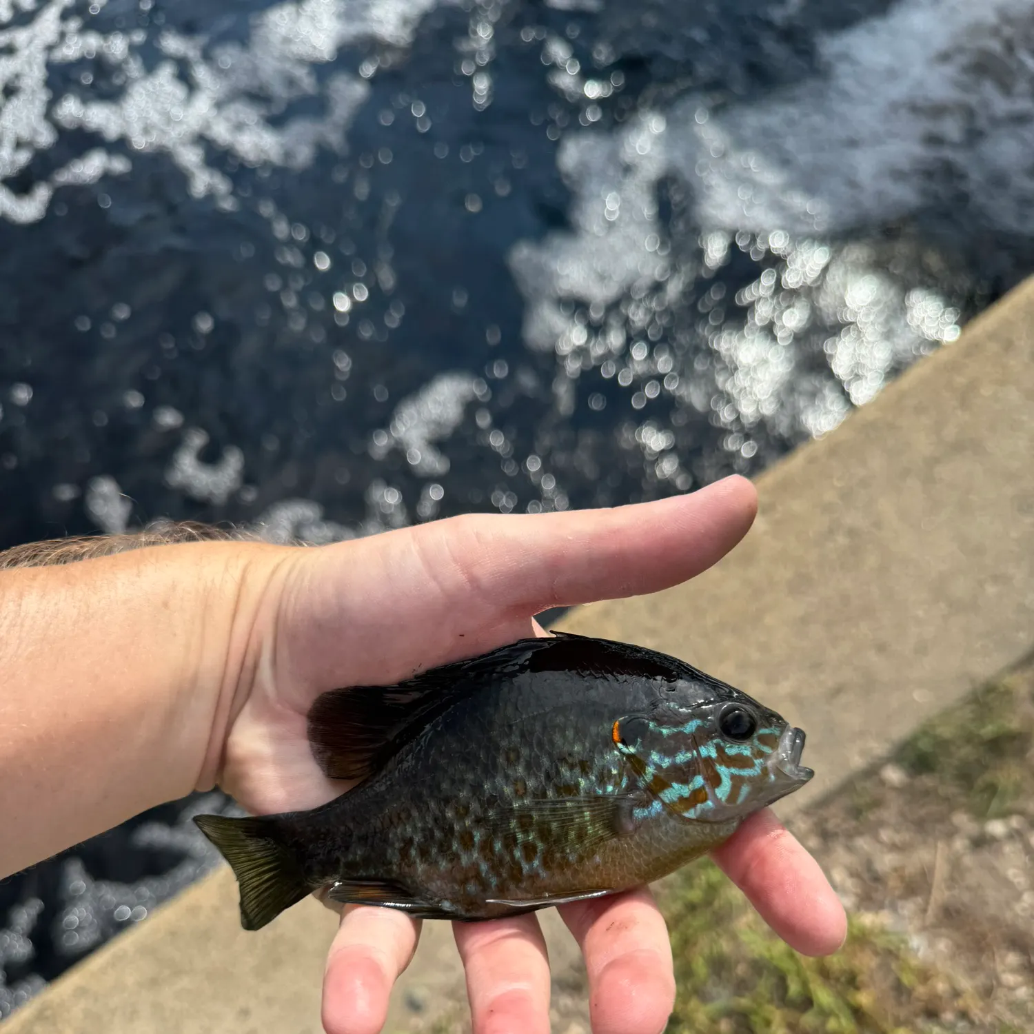 Pumpkinseed caught on Fishbrain