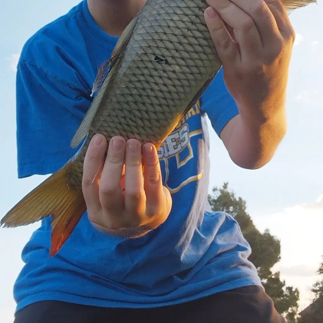 Common carp caught on Fishbrain