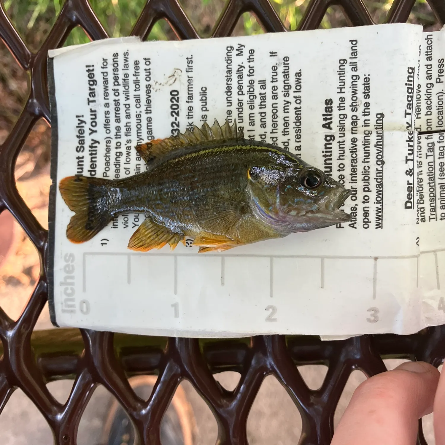 recently logged catches