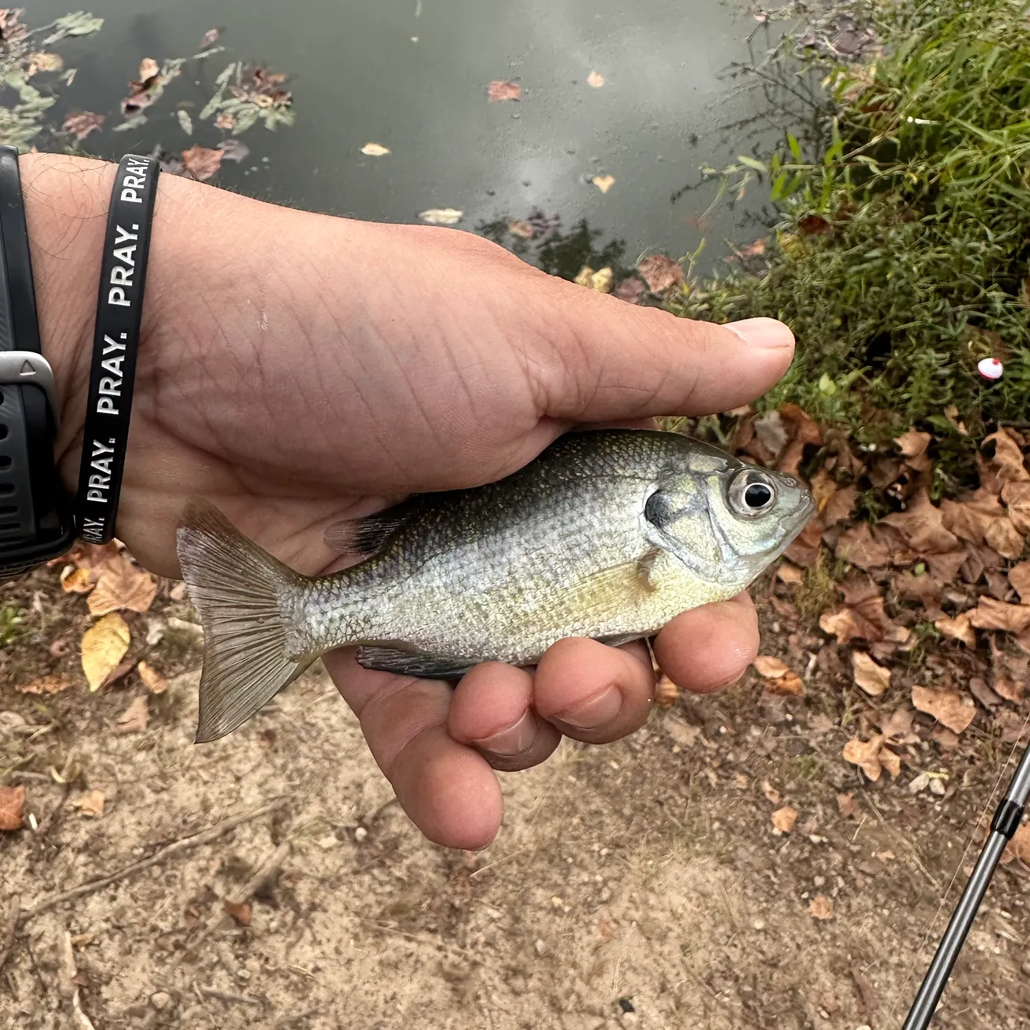 Bluegill caught on Fishbrain