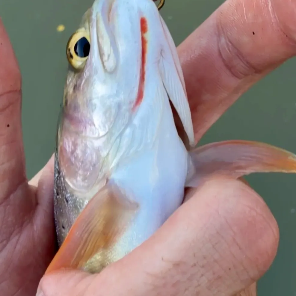 Bonneville cutthroat trout caught on Fishbrain