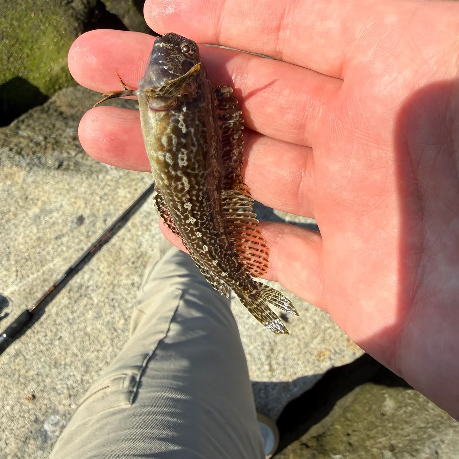 Shanny caught on Fishbrain