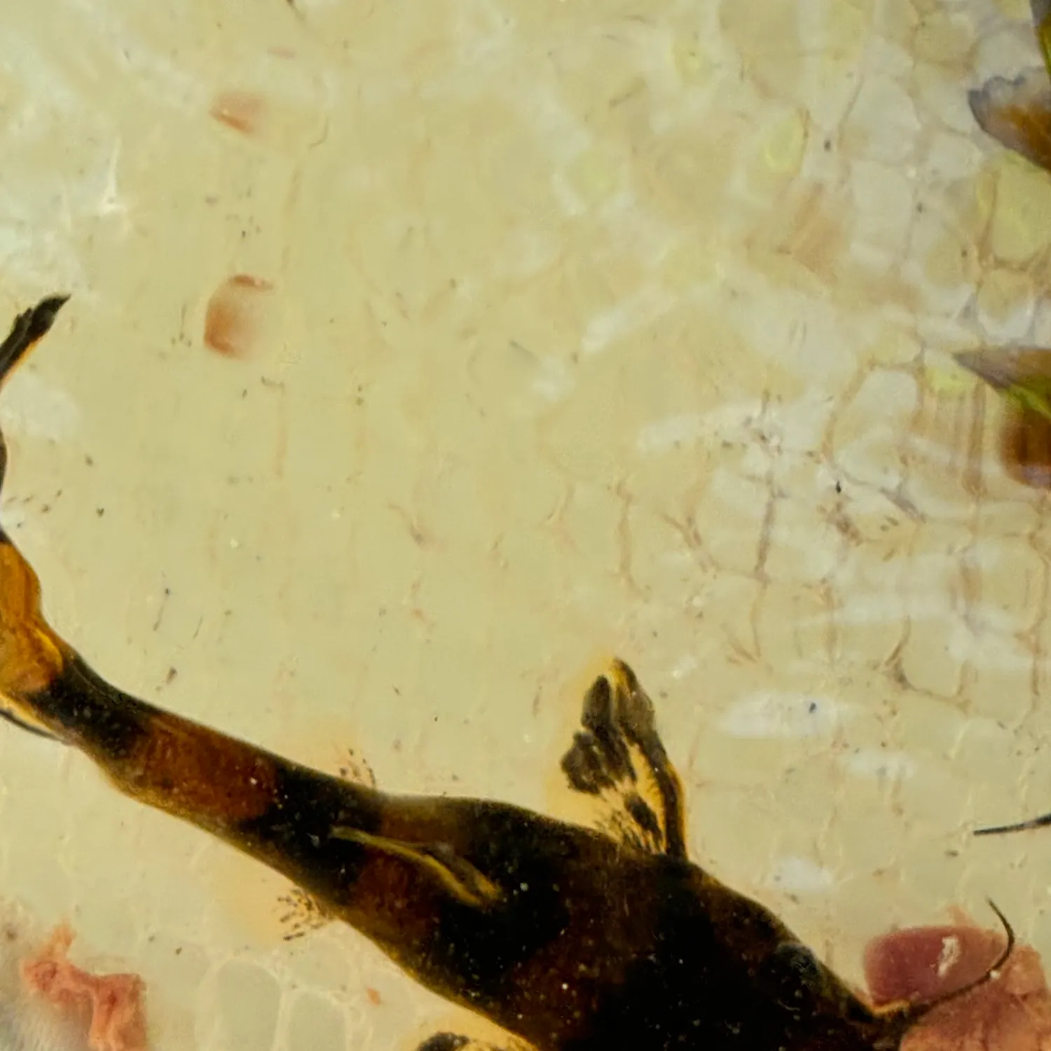 The most recent Flathead catfish catches on Fishbrain