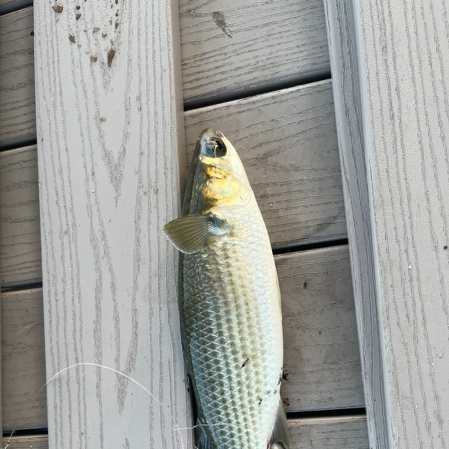 Striped mullet caught on Fishbrain