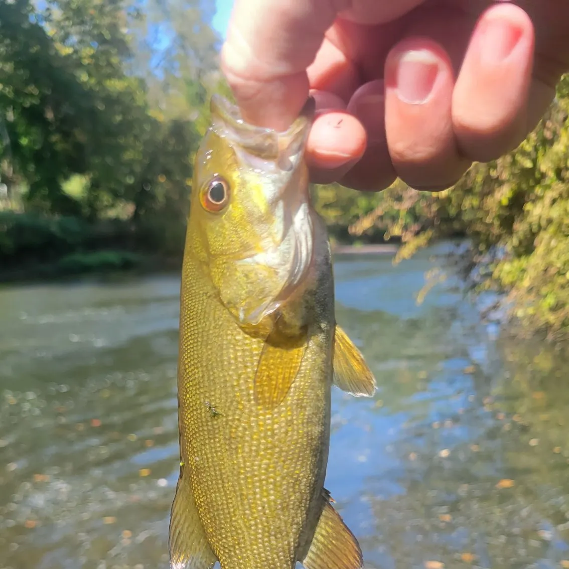 ᐅ Simonson Brook fishing reports🎣• Ten Mile Run, NJ (United States) fishing