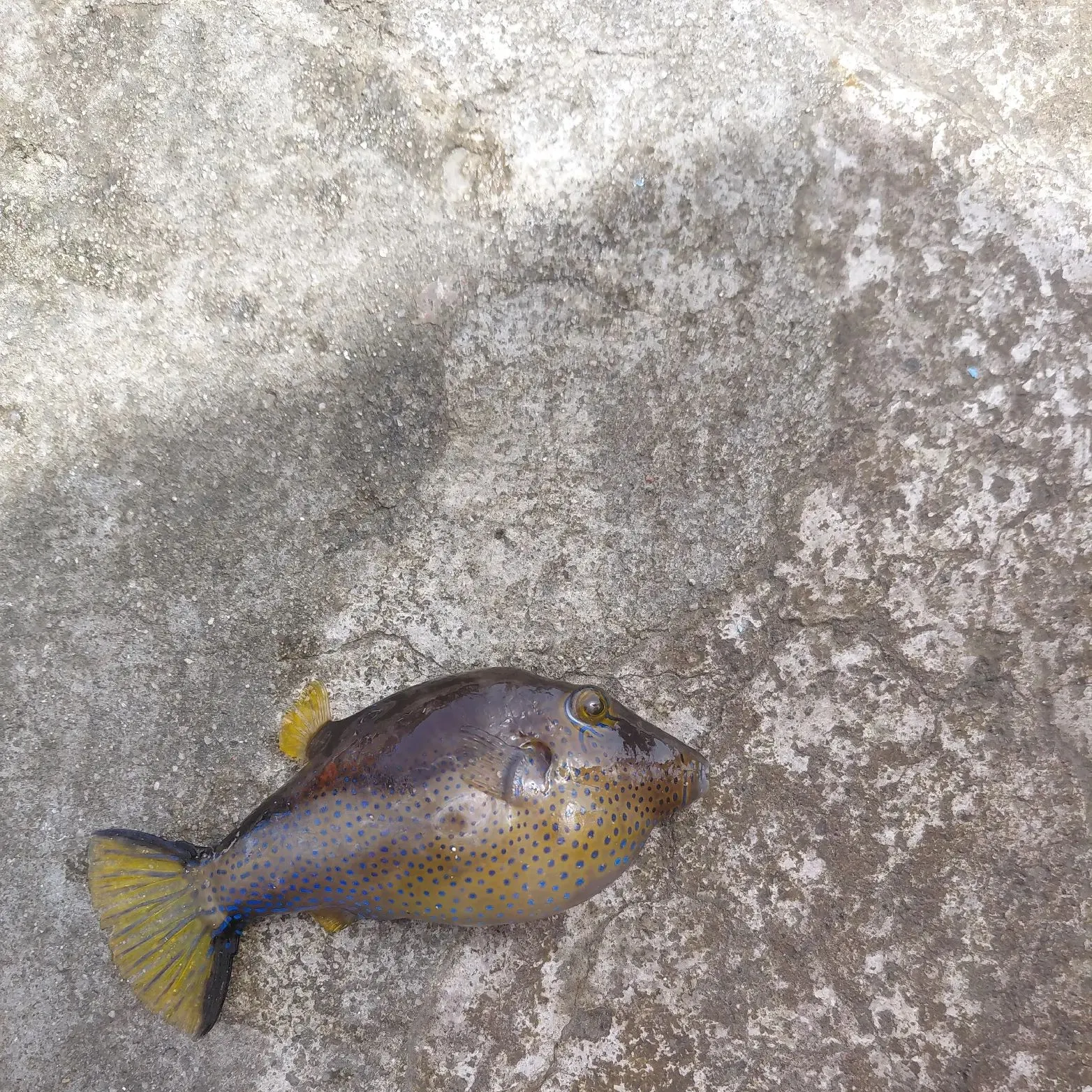 The most recent Macaronesian sharpnosed puffer catches on Fishbrain