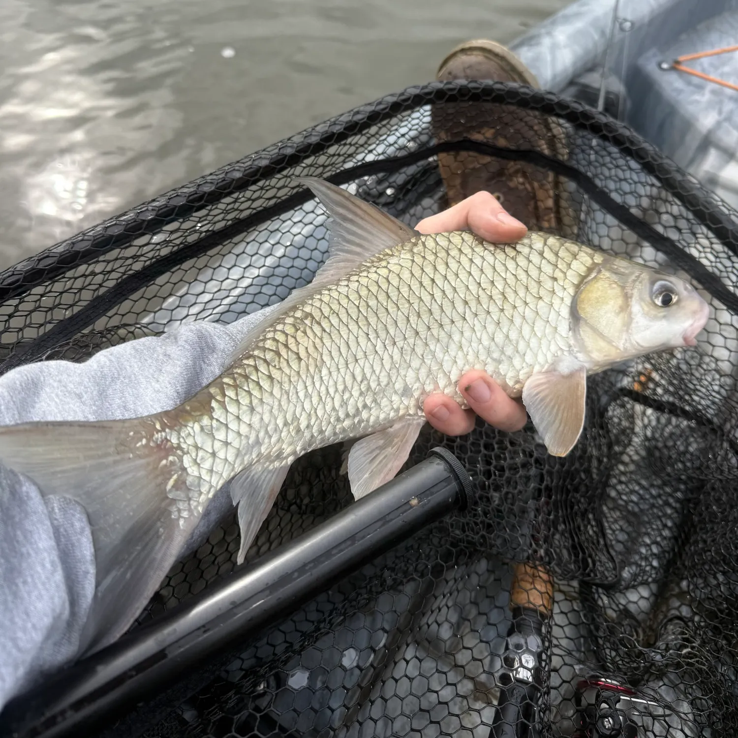 River carpsucker caught on Fishbrain