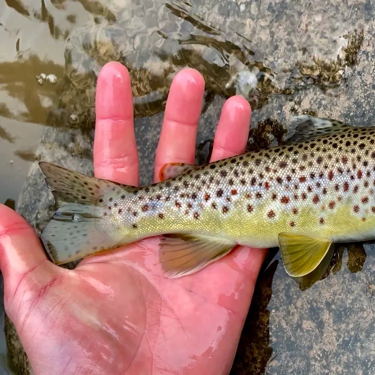 Brown trout caught on Fishbrain