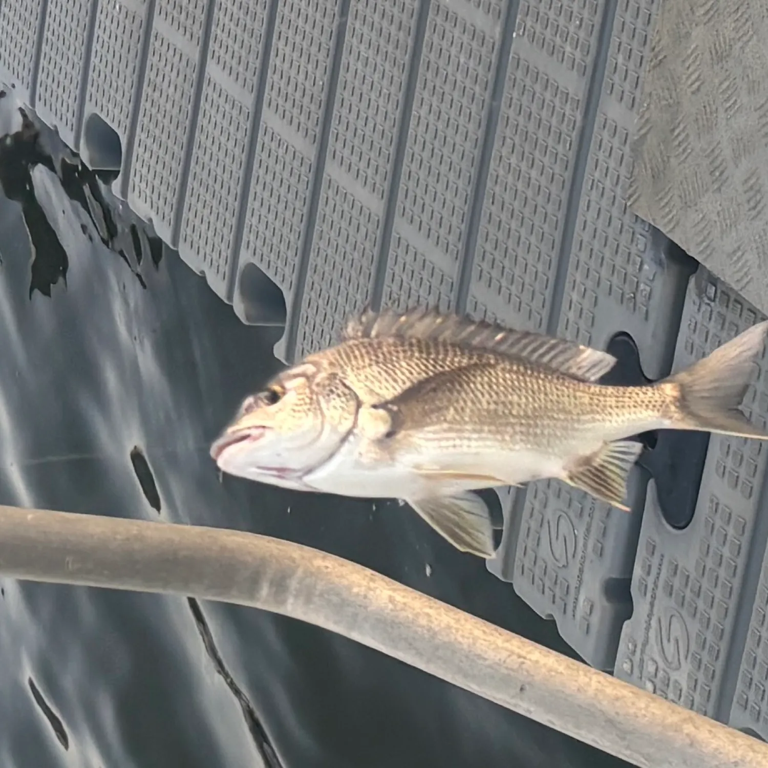 The most popular recent Pacific seabream catch on Fishbrain