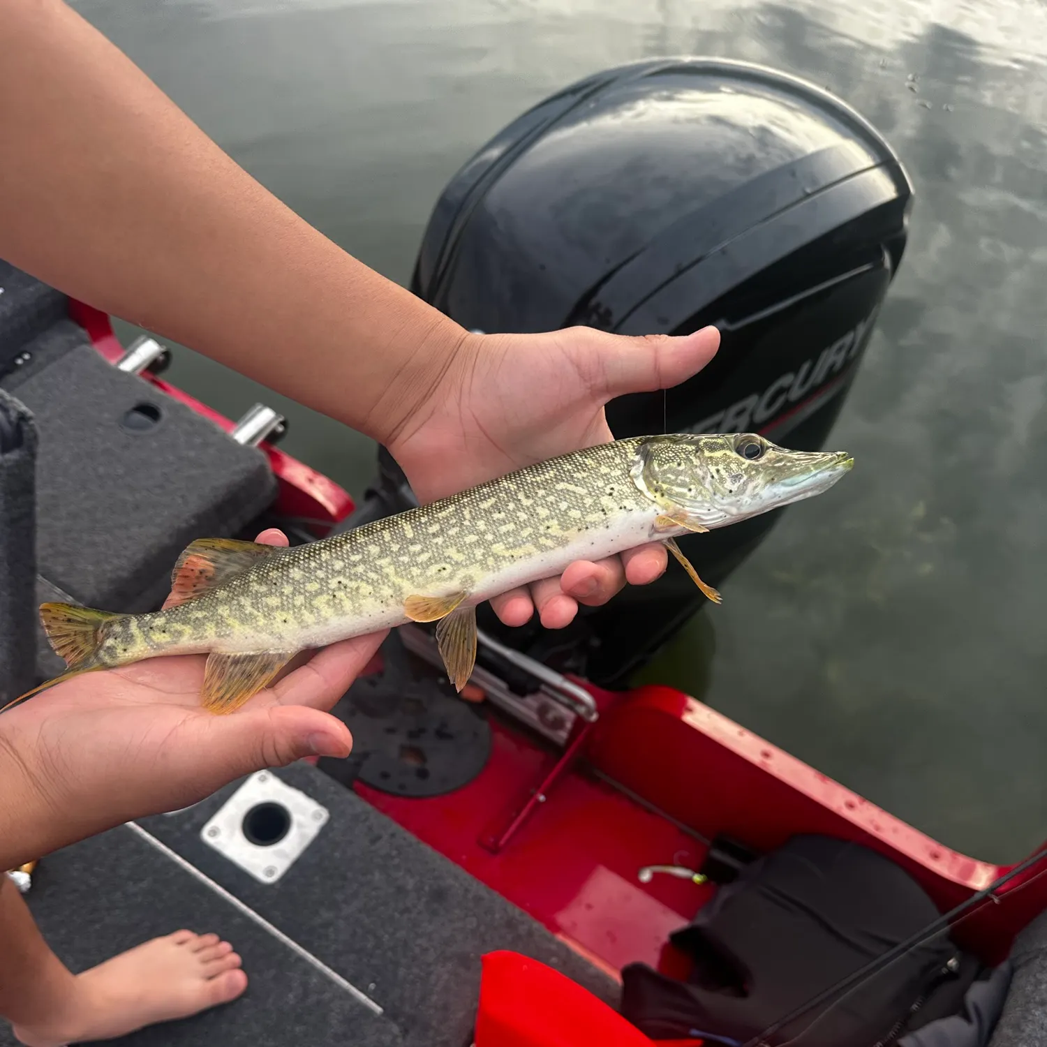 Northern pike caught on Fishbrain