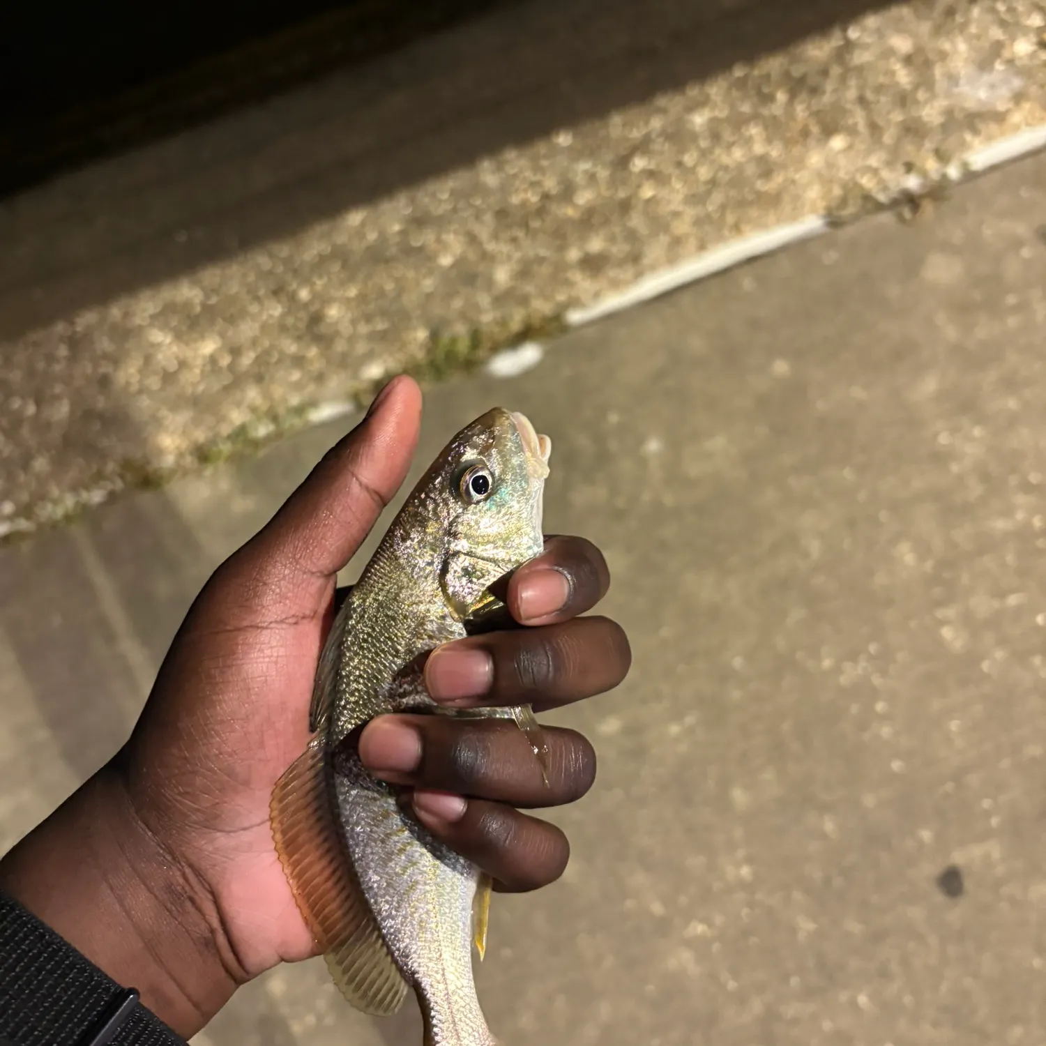 The most recent Spot croaker catches on Fishbrain