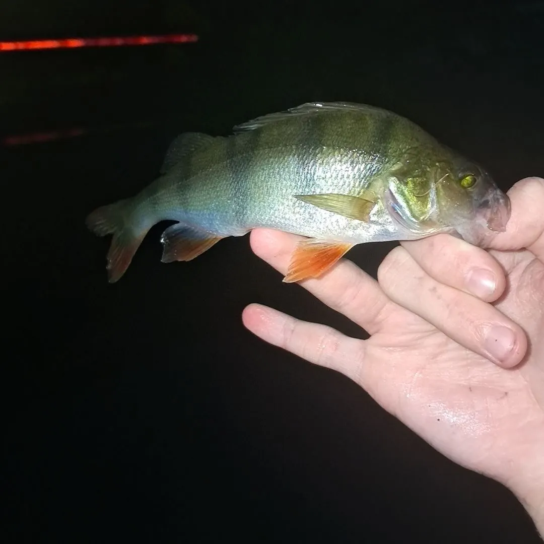 Fish caught on Fishbrain
