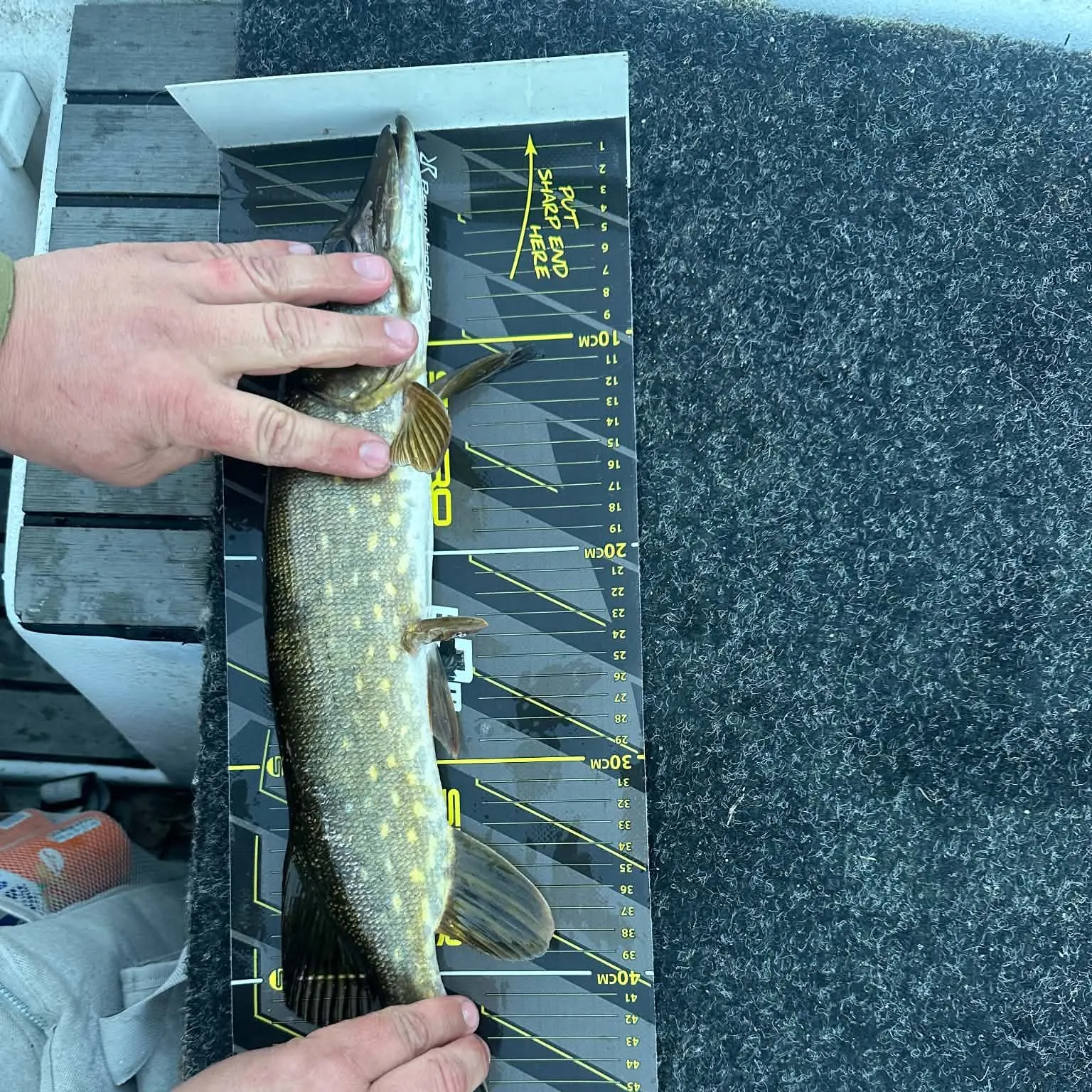 Northern pike caught on Fishbrain