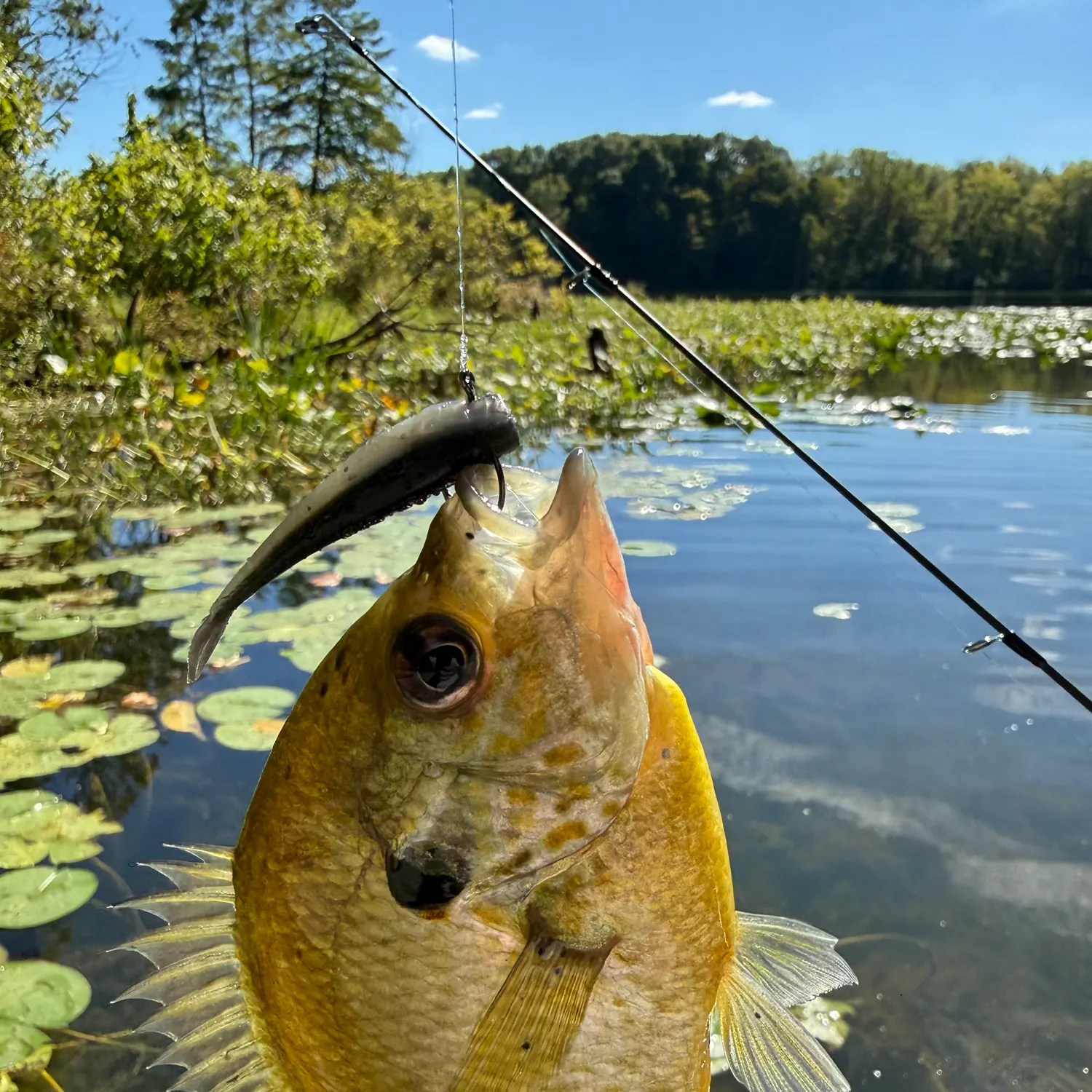 Redear sunfish caught on Fishbrain
