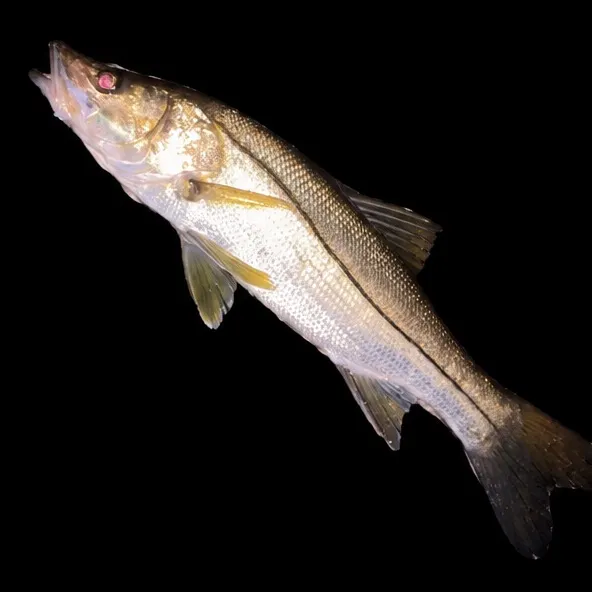 Common snook caught on Fishbrain
