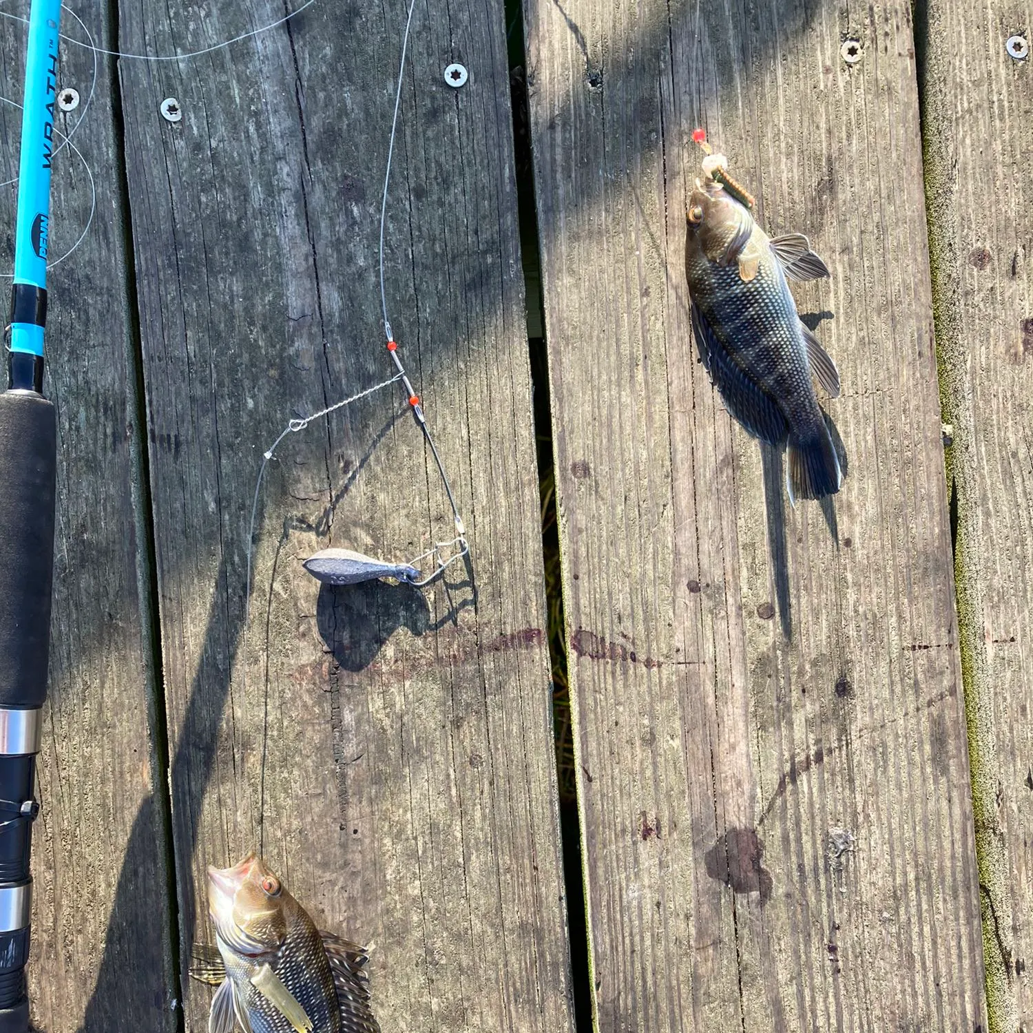 recently logged catches