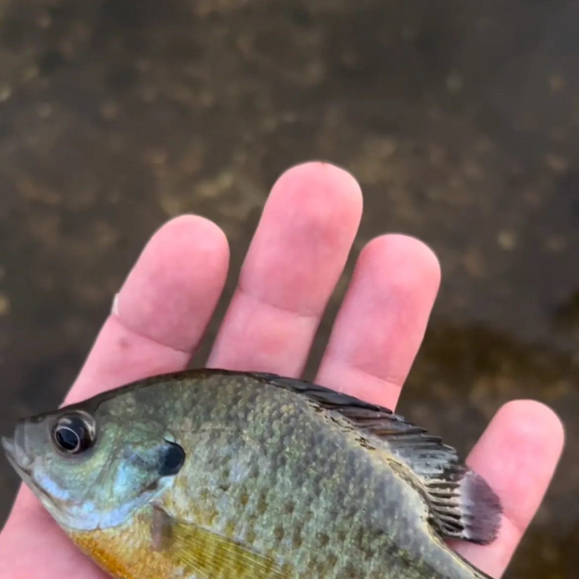 Bluegill caught on Fishbrain