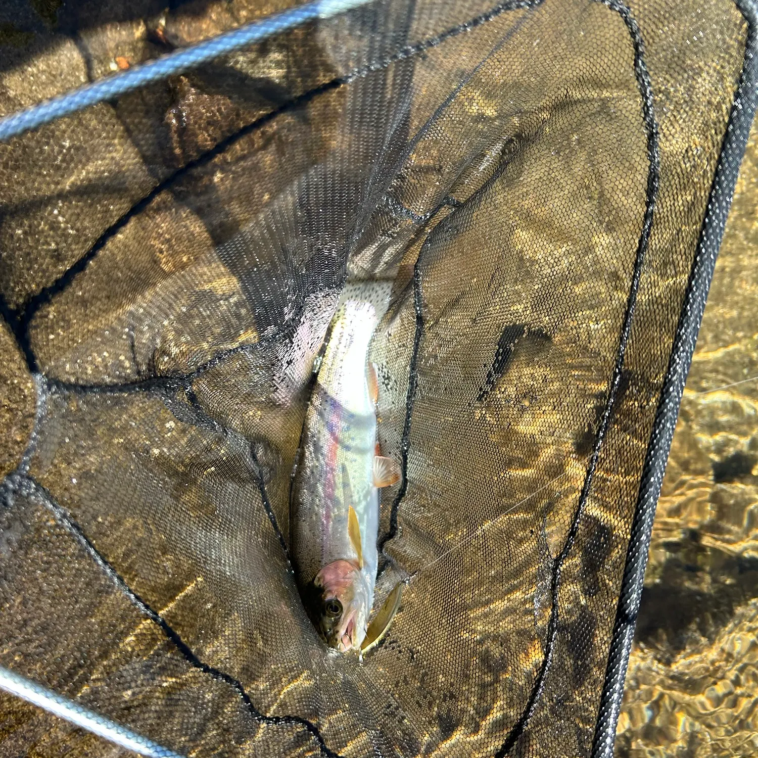 Rainbow trout caught on Fishbrain