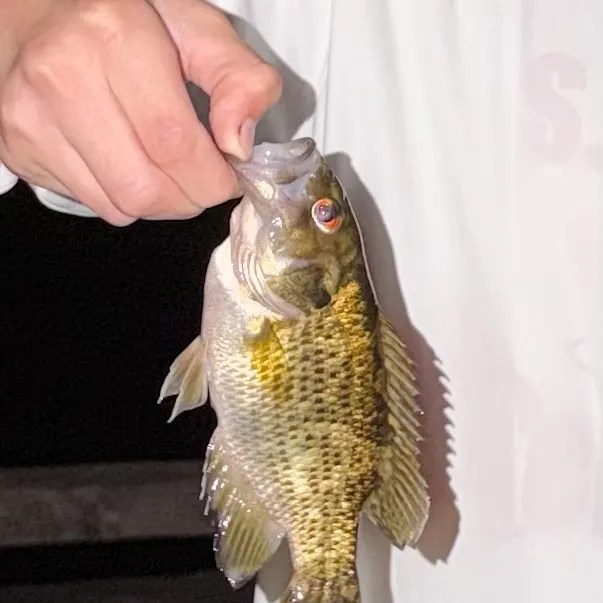 Rock bass caught on Fishbrain