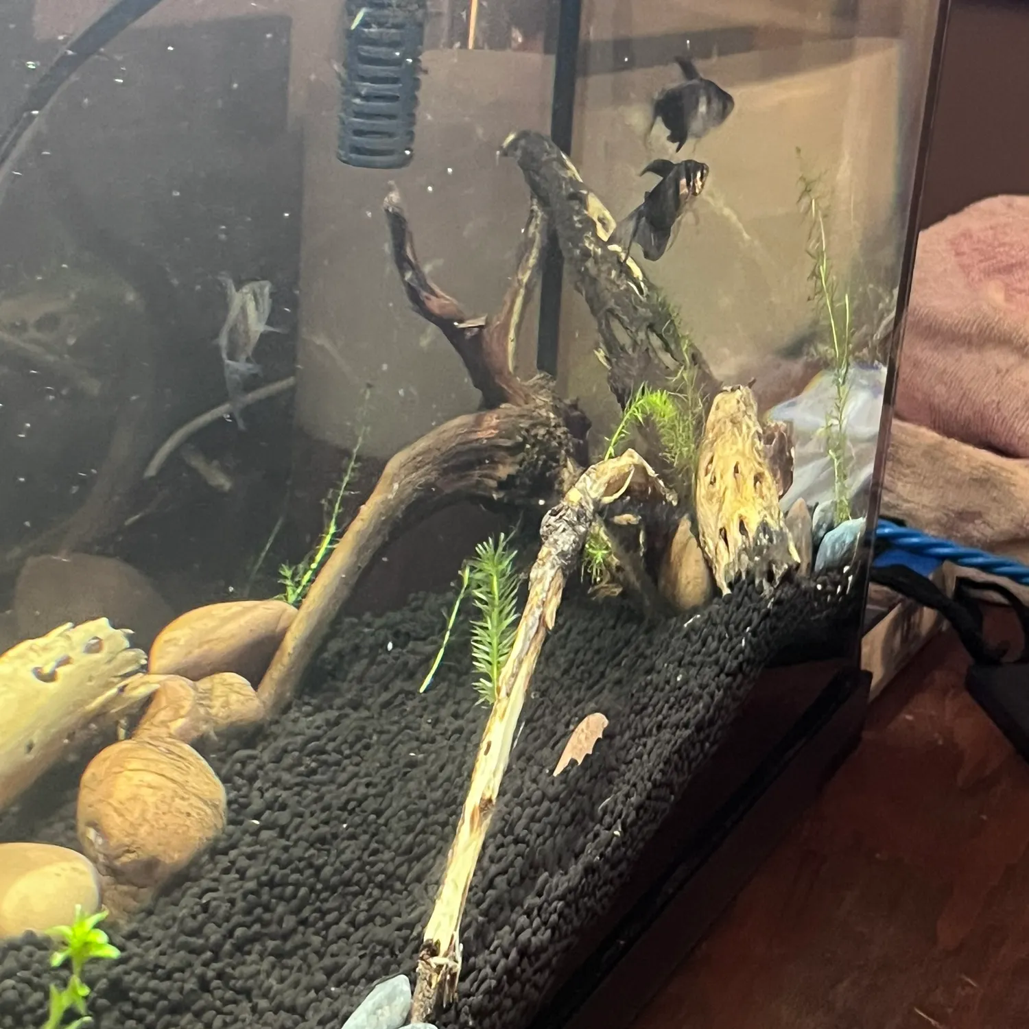 The most recent Black skirt tetra catches on Fishbrain