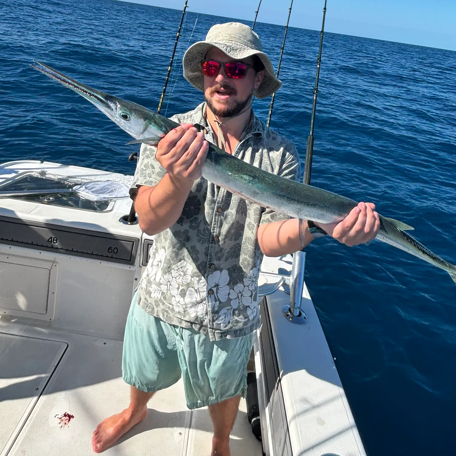 The most recent Hound needlefish catches on Fishbrain