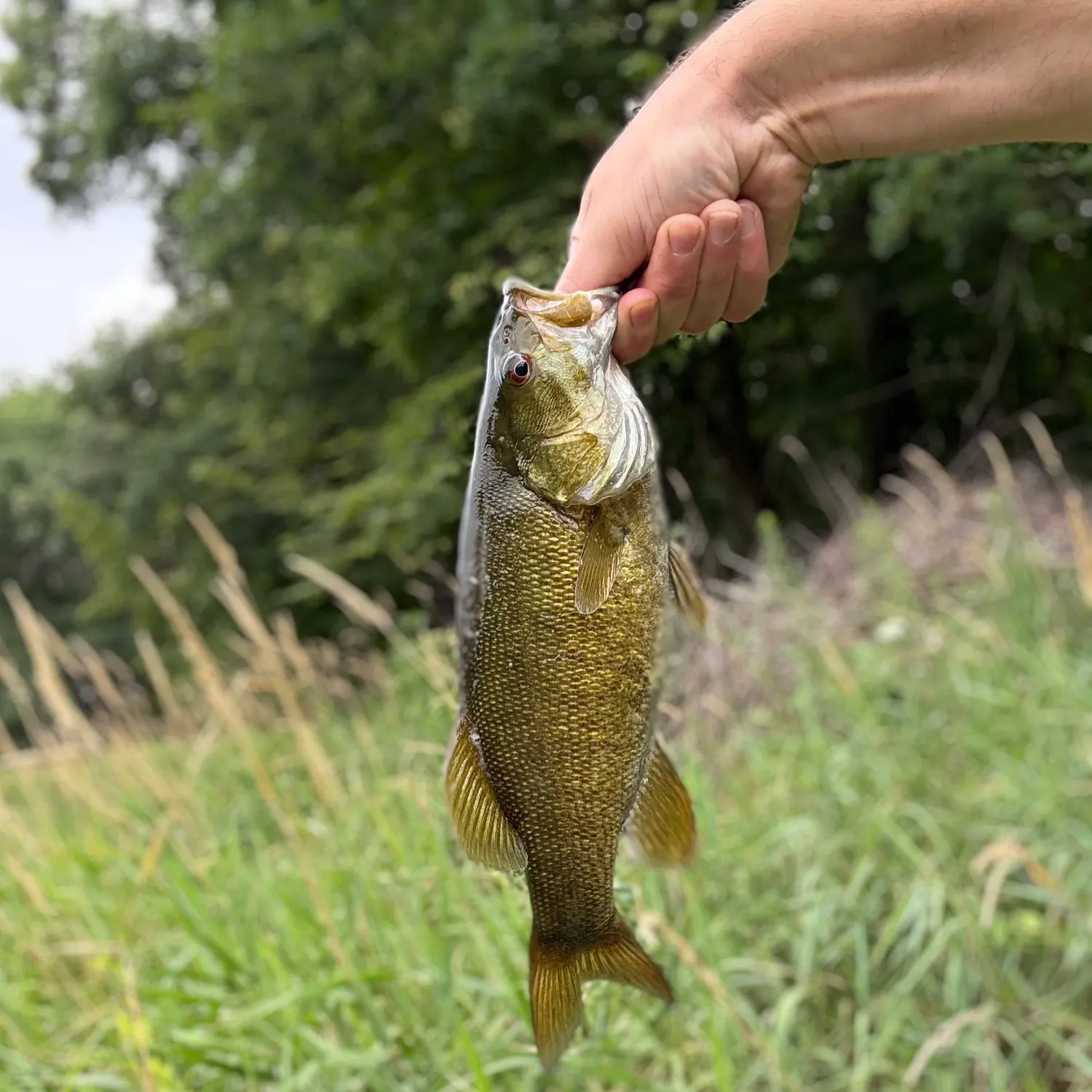 Smallmouth bass caught on Fishbrain