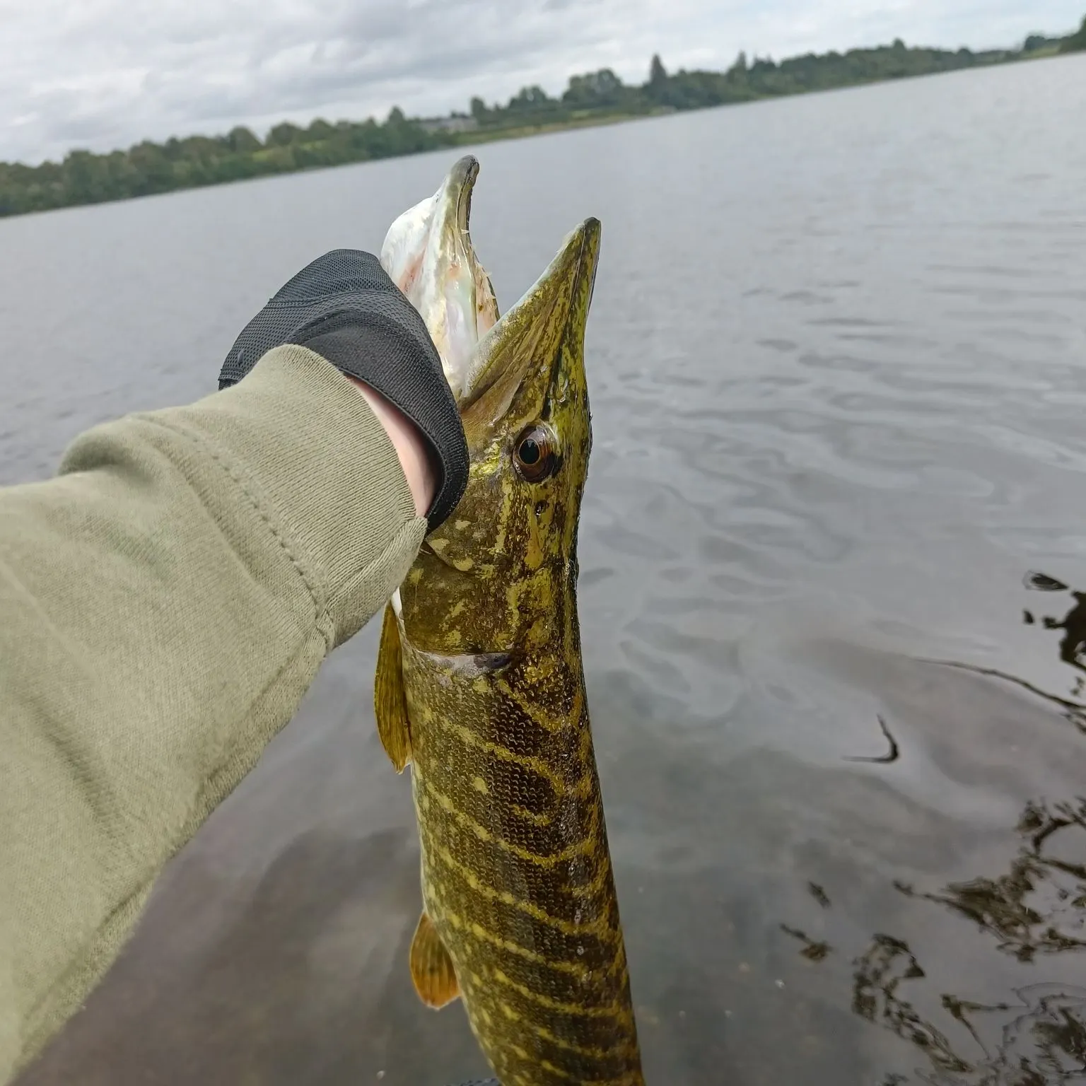 Northern pike caught on Fishbrain