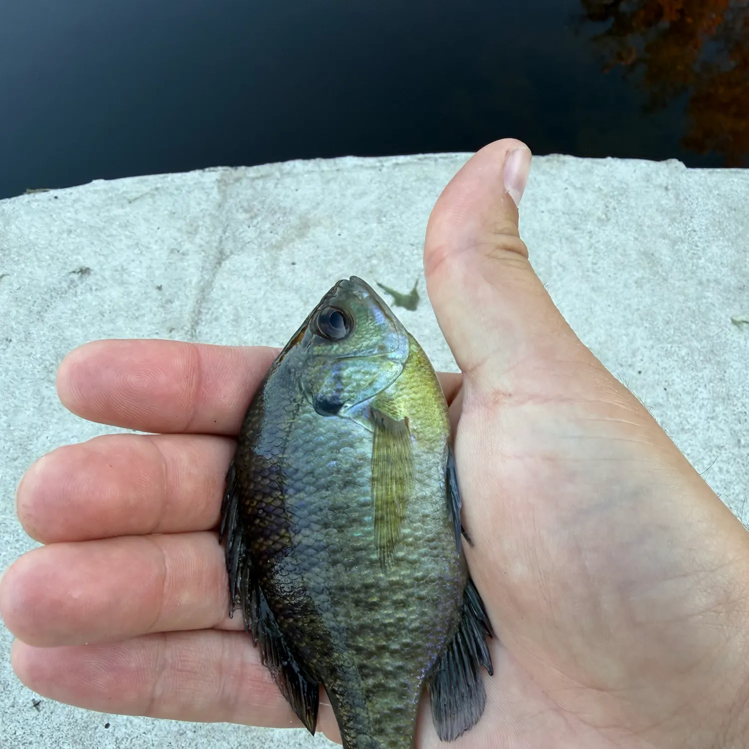Bluegill caught on Fishbrain