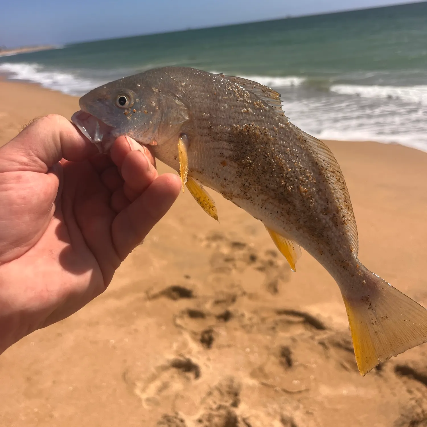 Yellowfin croaker caught on Fishbrain