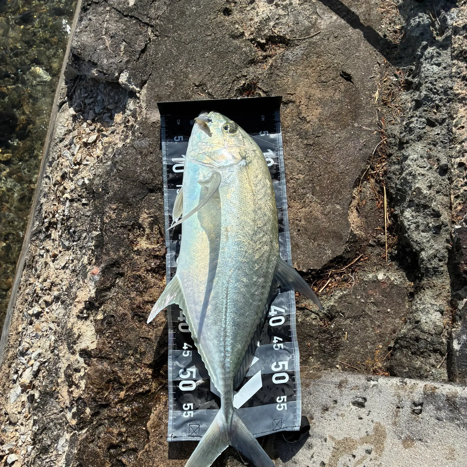 Giant trevally caught on Fishbrain