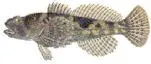 Baitfish