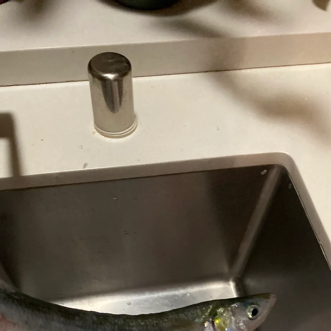 The most recent American shad catches on Fishbrain