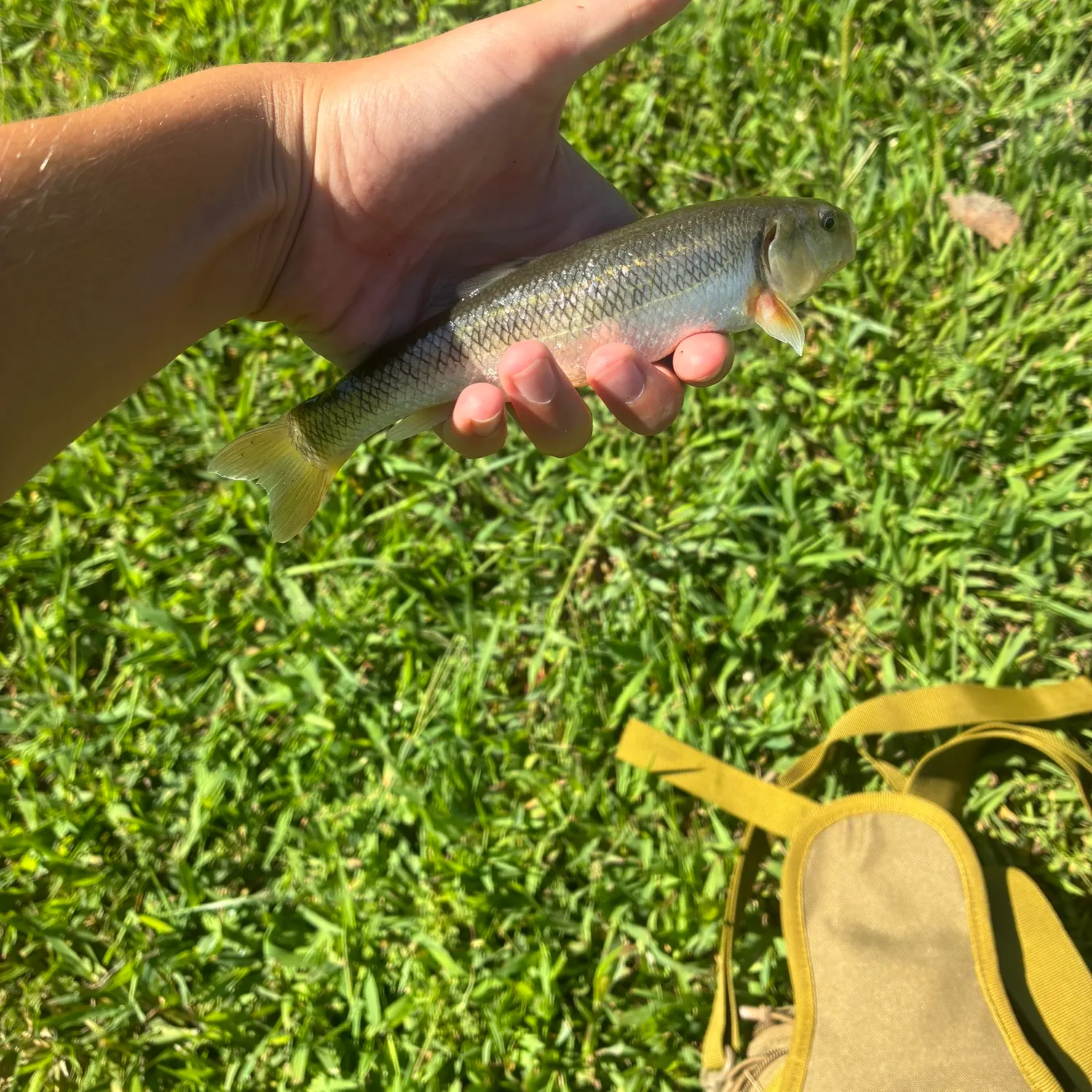 Creek chub caught on Fishbrain