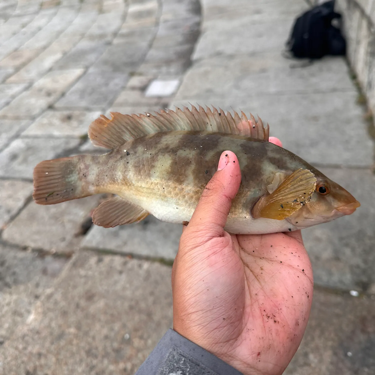The most recent Ballan wrasse catches on Fishbrain