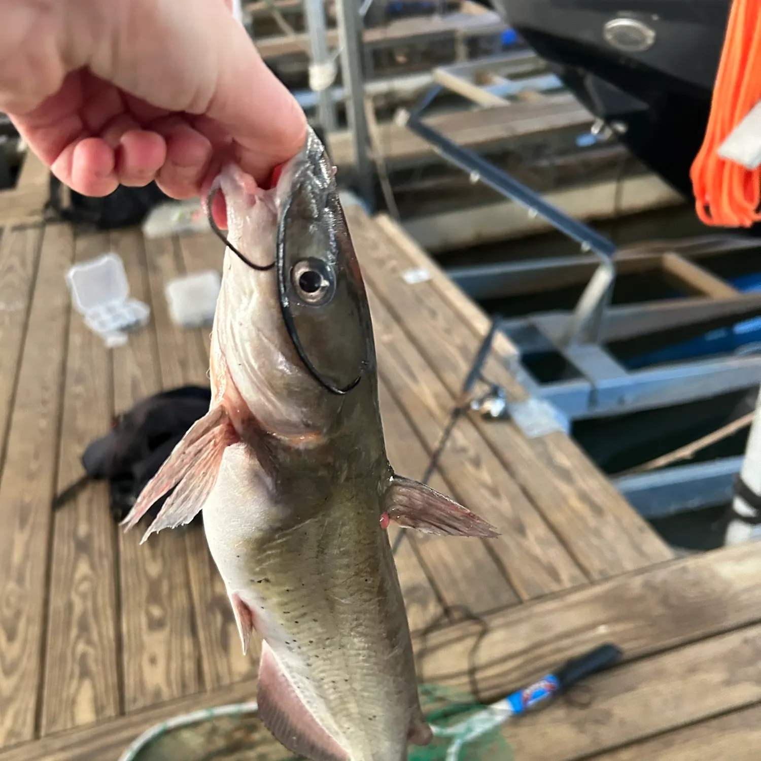 Channel catfish caught on Fishbrain