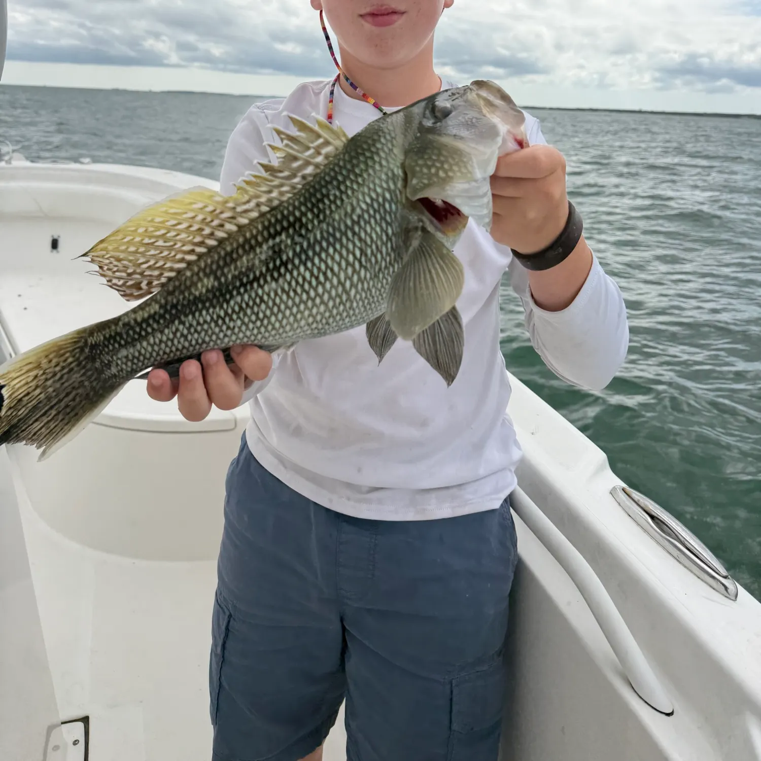Black sea bass caught on Fishbrain