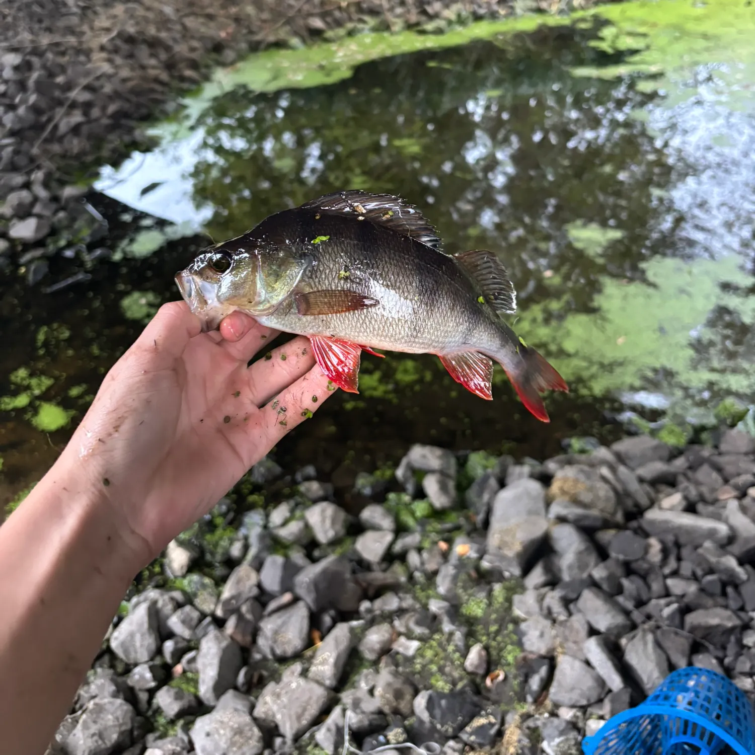 European perch caught on Fishbrain