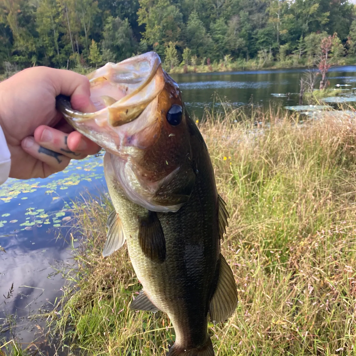 Largemouth bass caught on Fishbrain