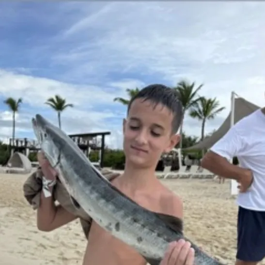 Great barracuda caught on Fishbrain