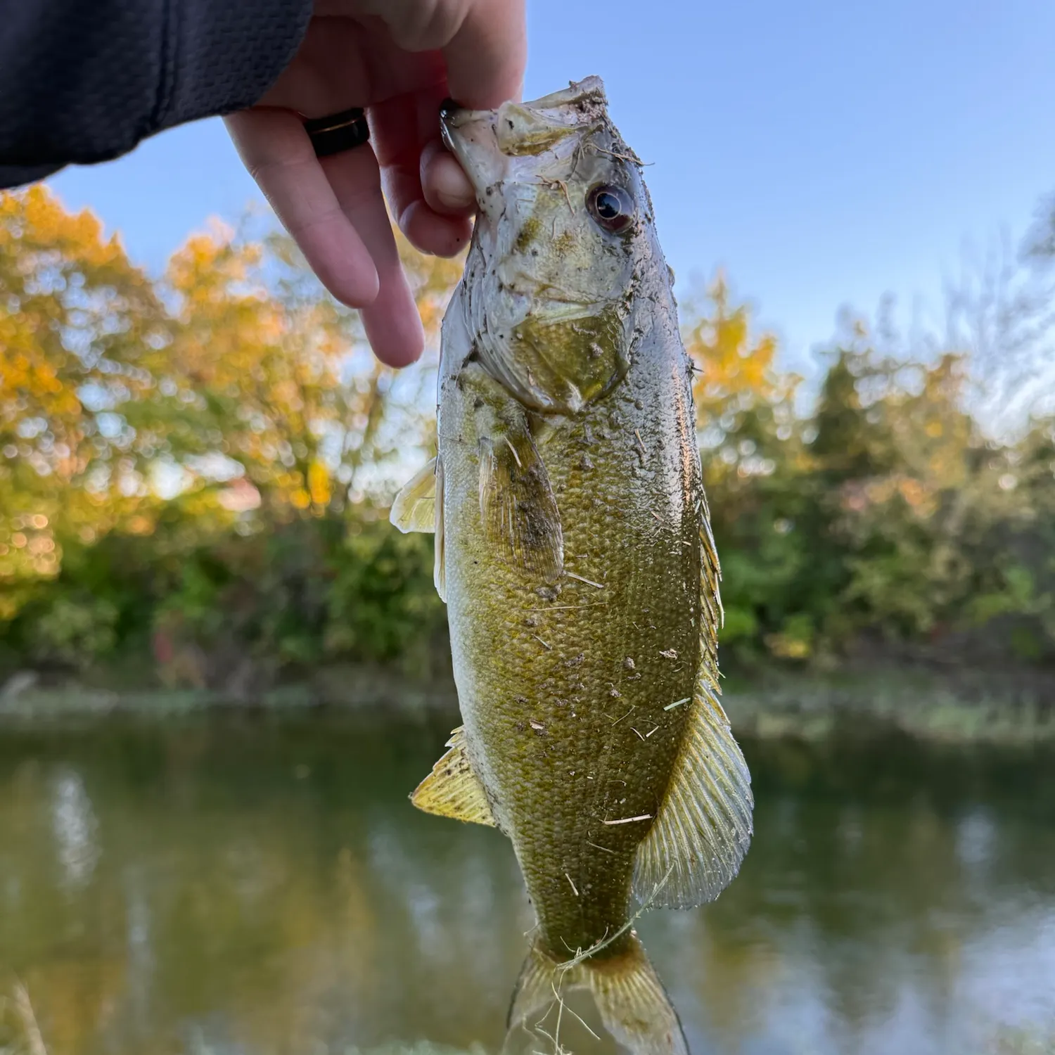 Smallmouth bass caught on Fishbrain